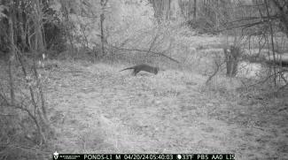 Black and white photo taken at night of an otter running into water.